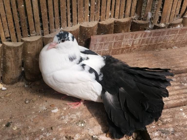 Fantail pigeons for sale 