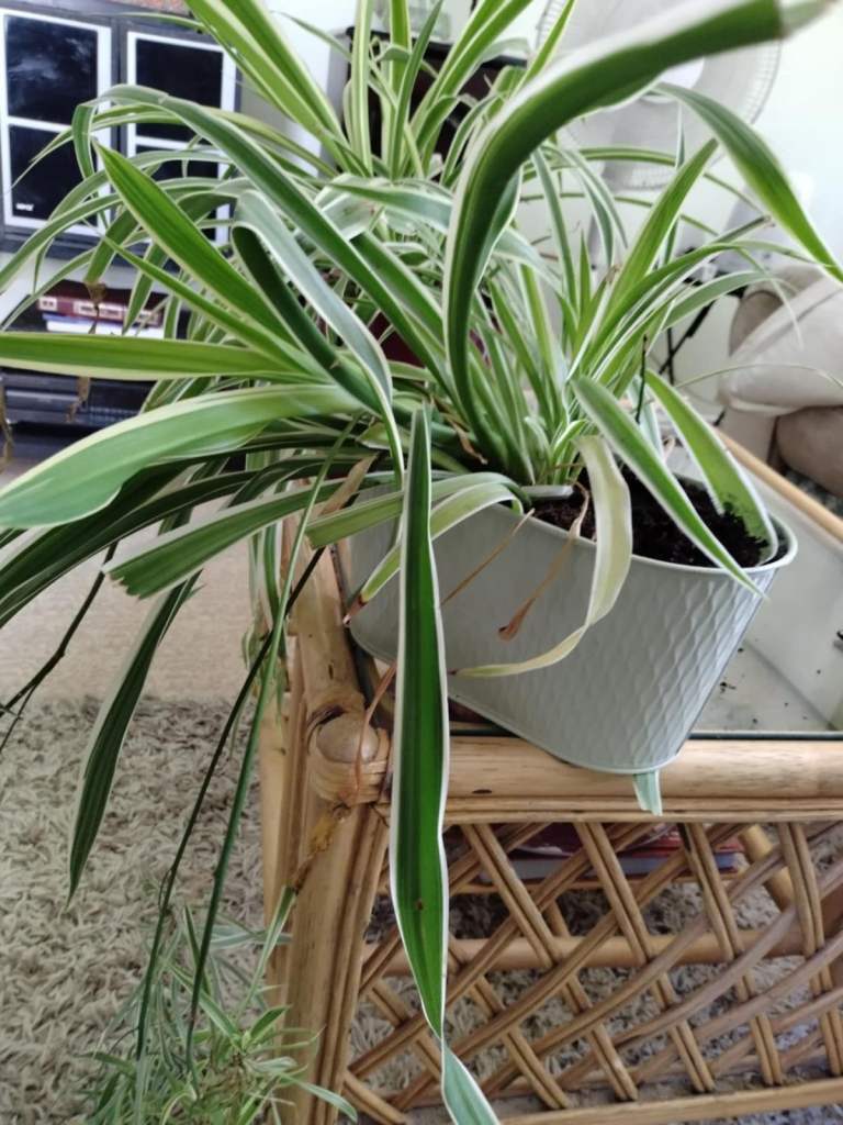large spider plants £5 each