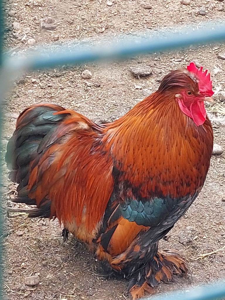 11 month old Pekin Batam cockerels 