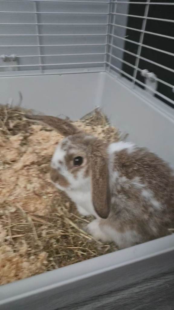 Pet bunny for sale 3 months old 