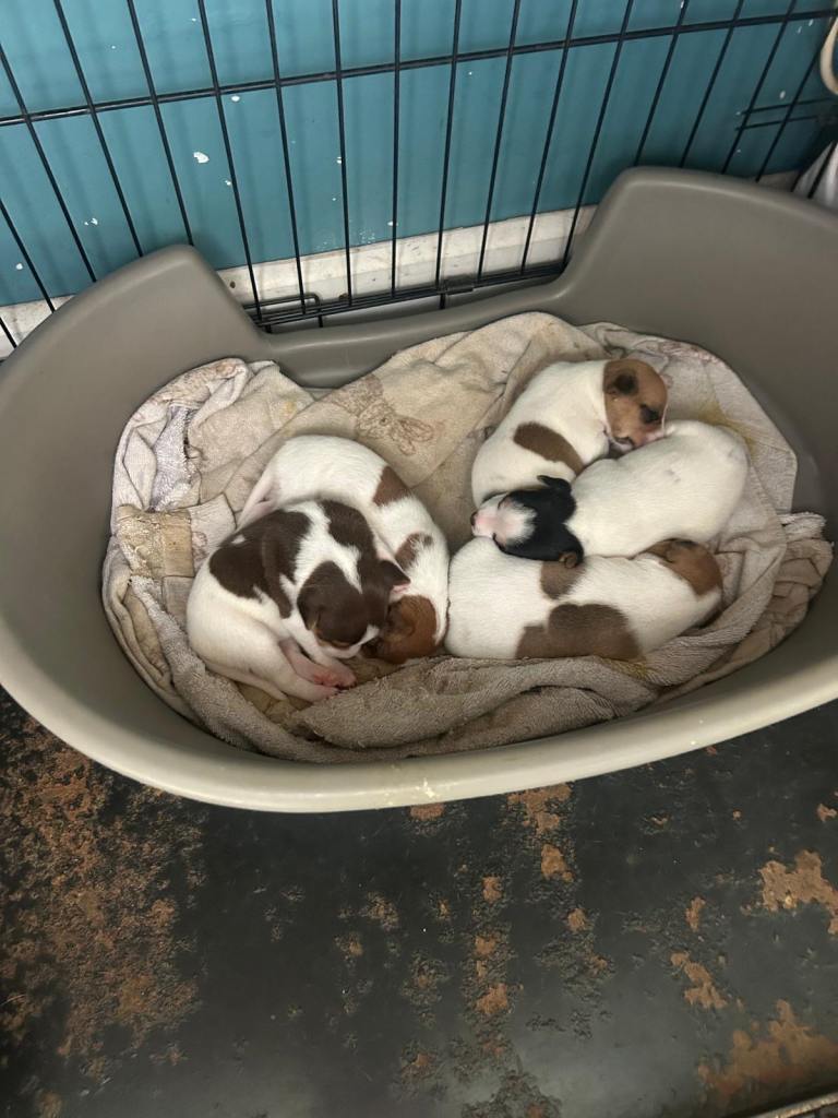 Jack russel 