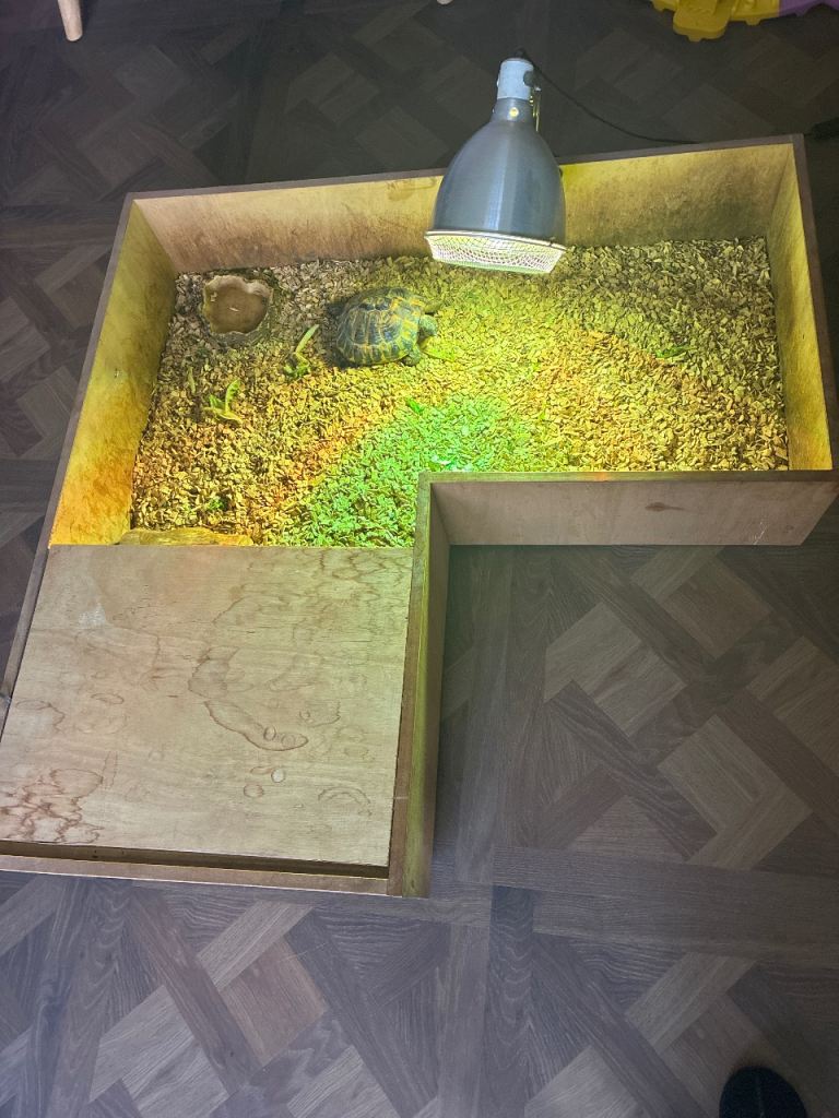 Tortoise table 