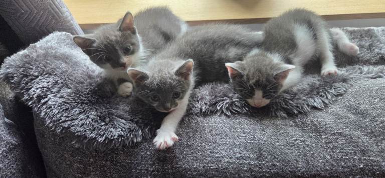 3 kittens 