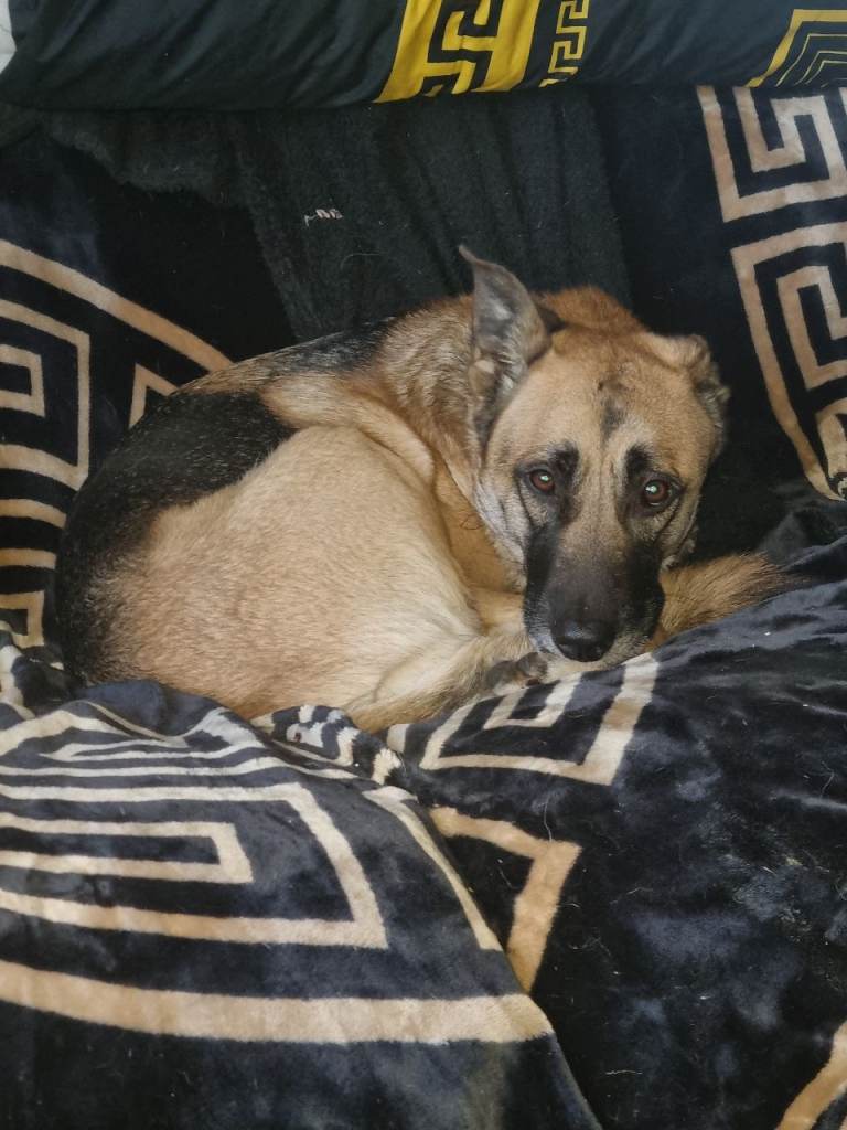 Buddy – 4-Year-Old Dog Looking for an Experienced Home