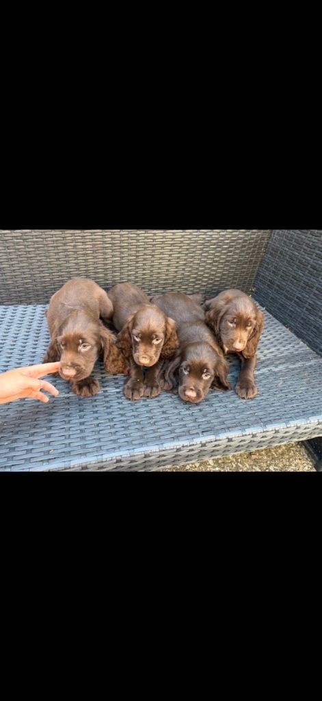 cocker spaniel pups