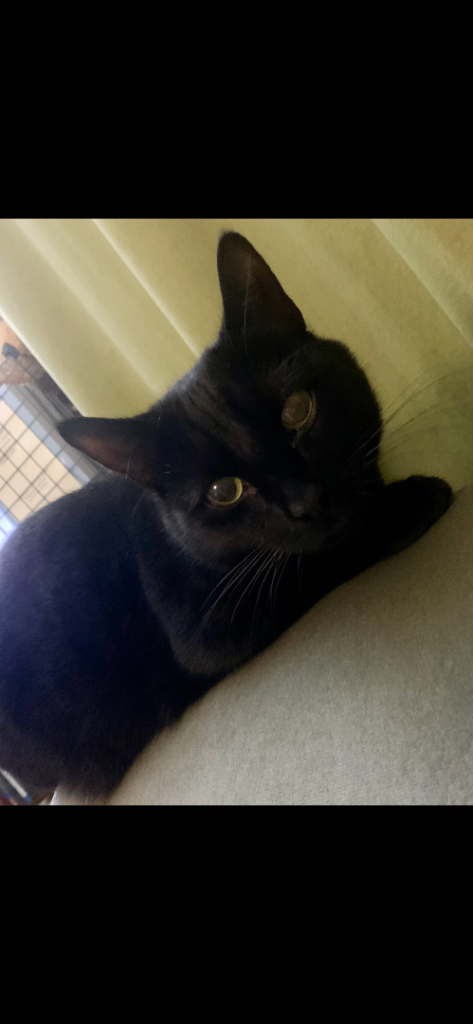 Female cat looking for home 