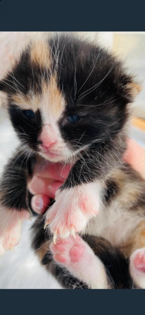 💕Adorable Fluffy Calico Kittens 💕