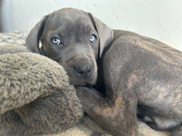 Cane Corso 