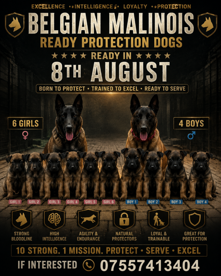 Belgian shepherd 