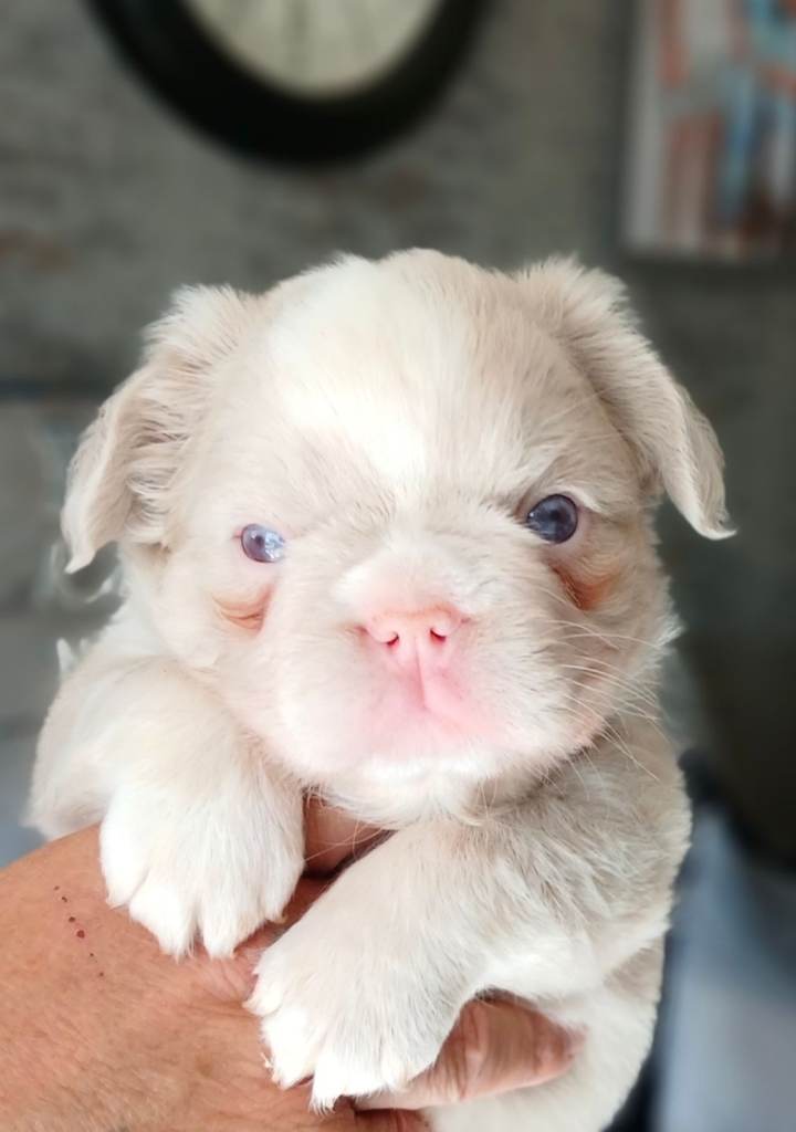 Fluffy Frenchie