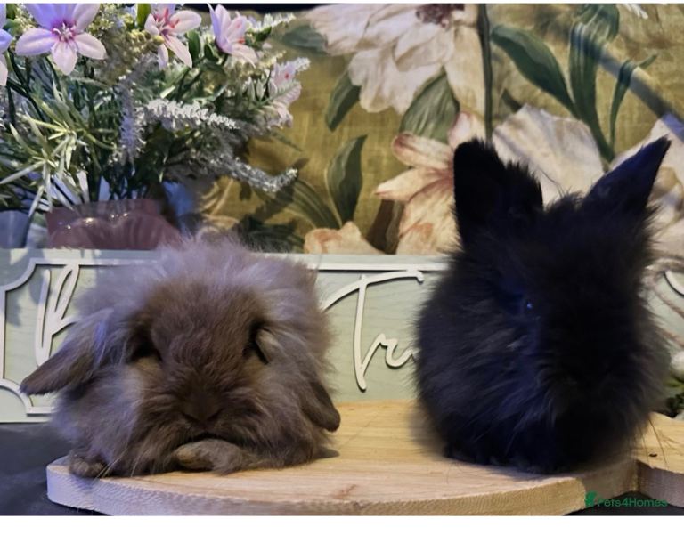Cuddly baby lion lop and lion head babies 