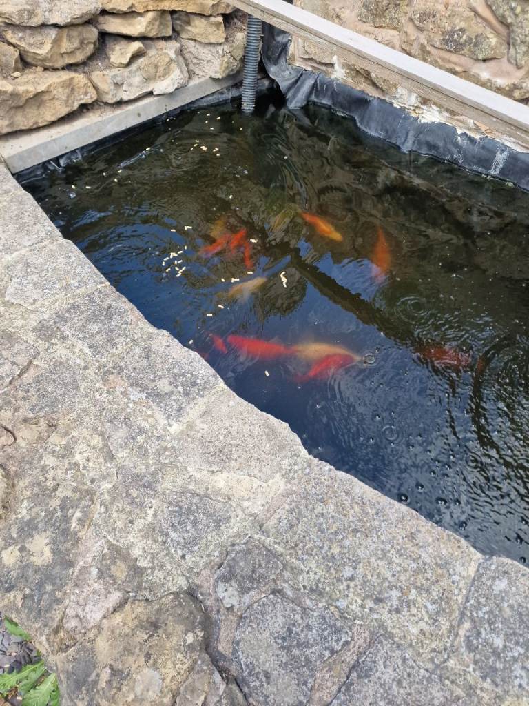 8-10 young goldfish to a good home