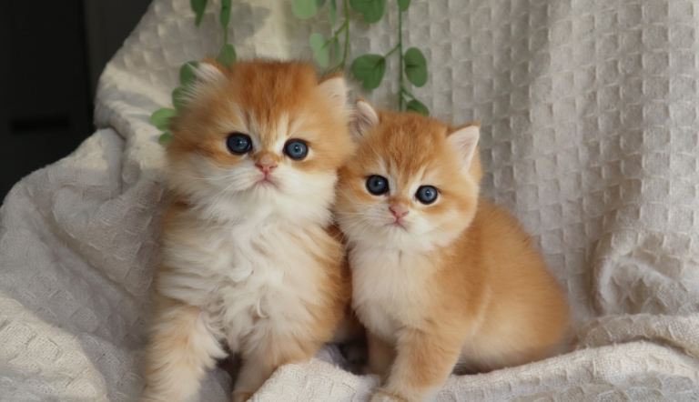 One Boy Golden Health Tested Champion British Short Hair Kittens