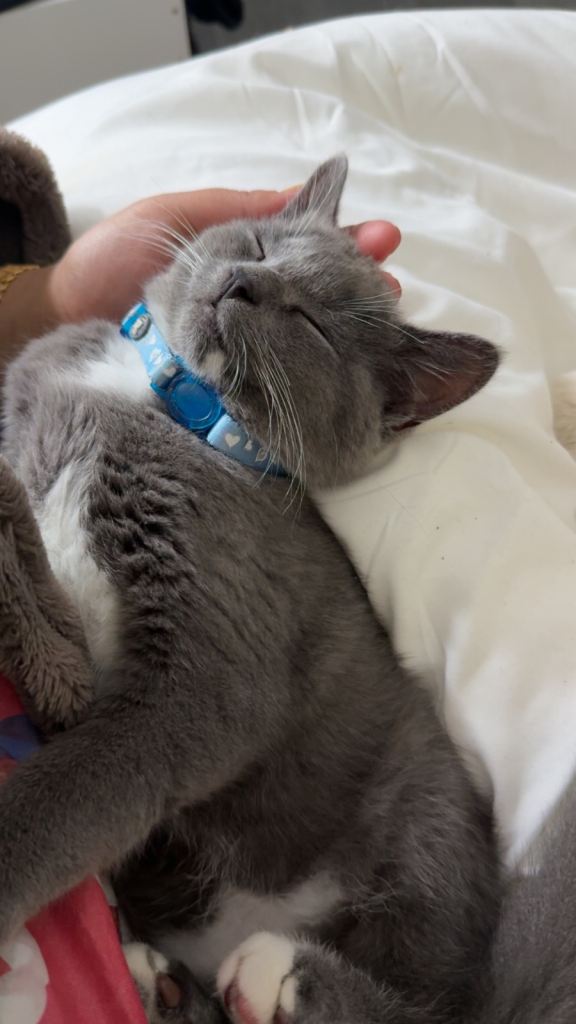 BSH kitten for sale!!