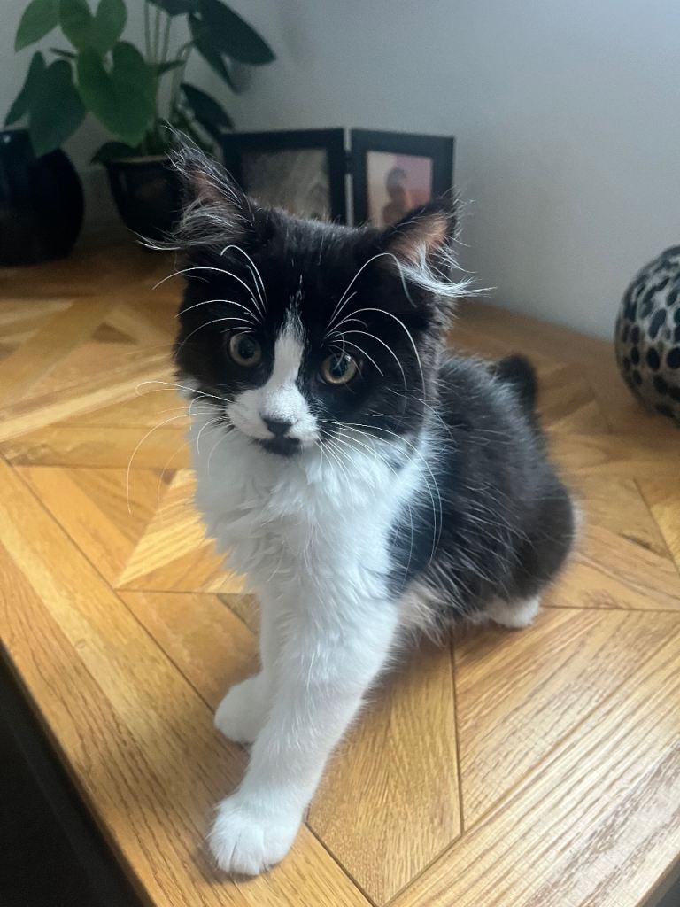 12 week old kitten