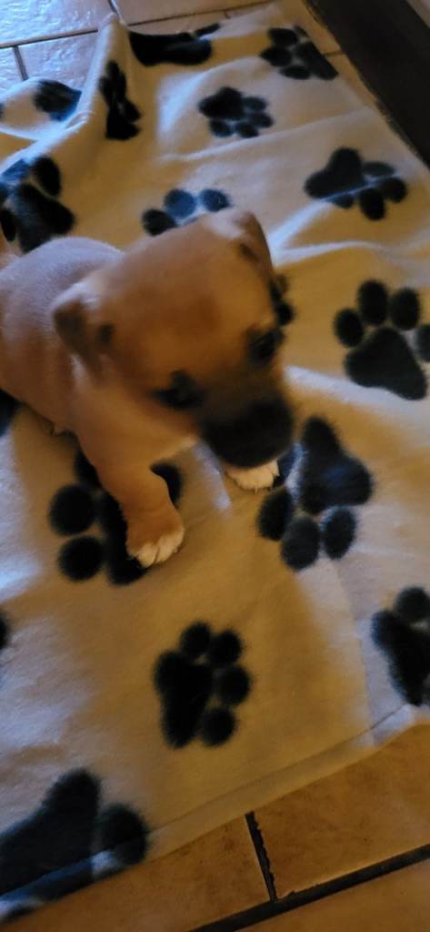 Jack Russell Pups