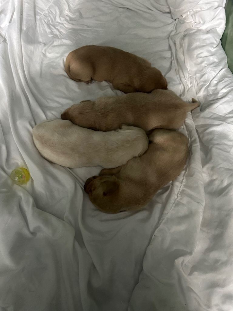 Labrador puppies