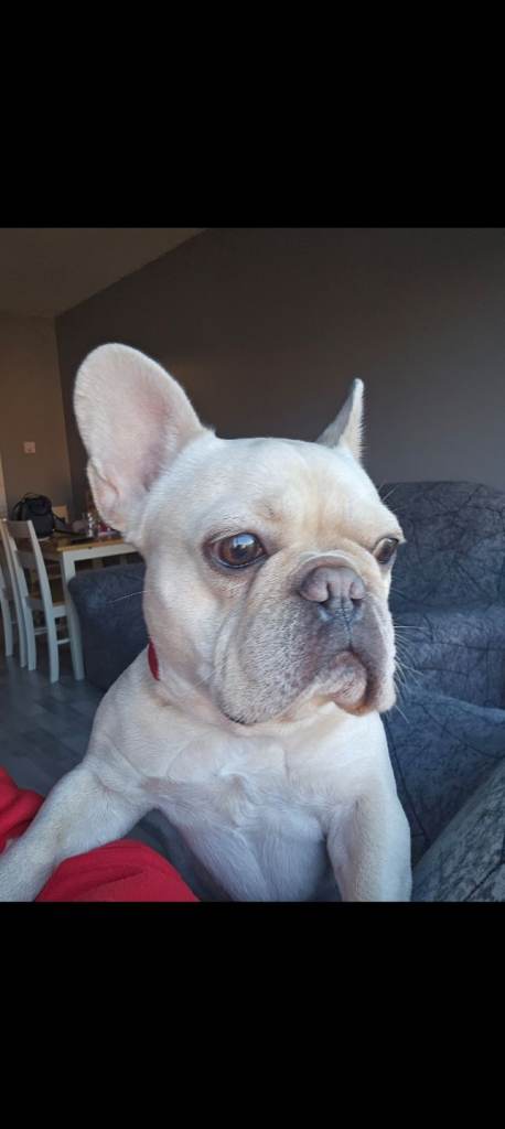 French bulldog for rehoming 