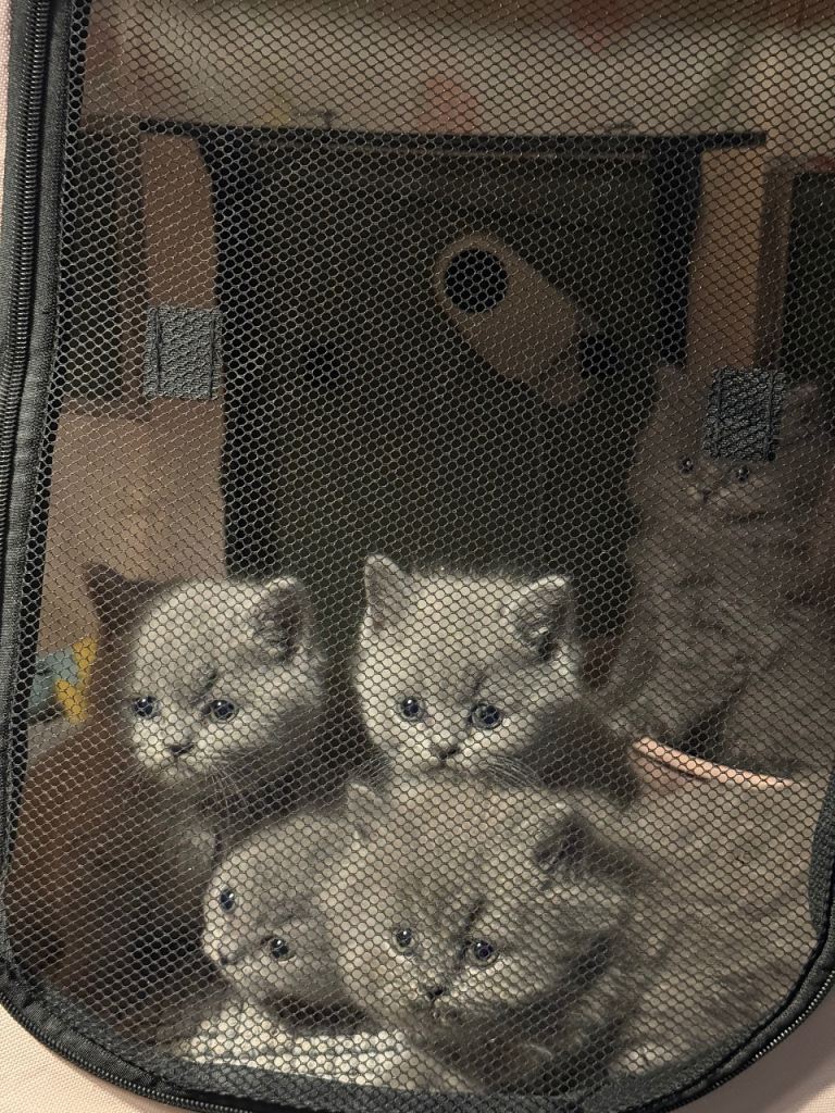 British shorthair kittens 