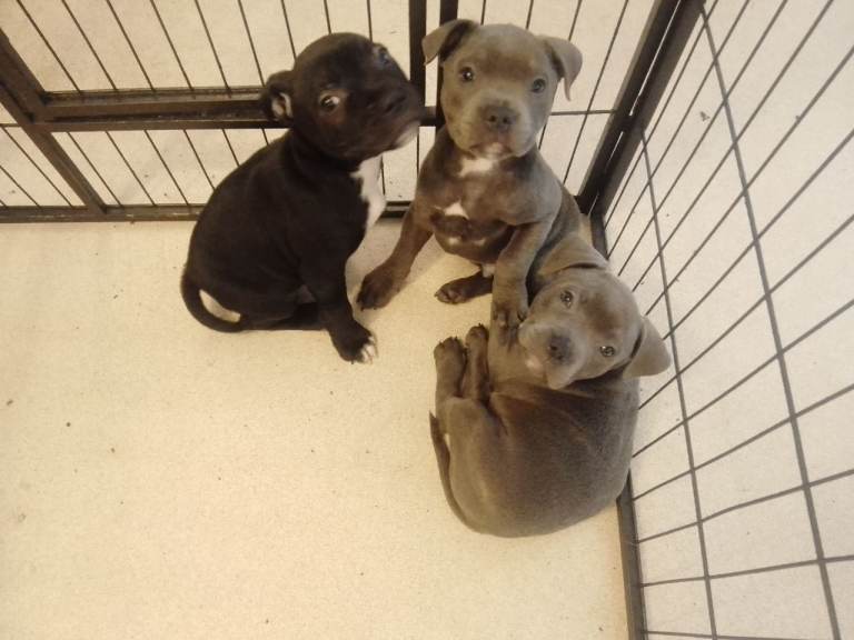 Staffordshire Bull Terrier Puppies 