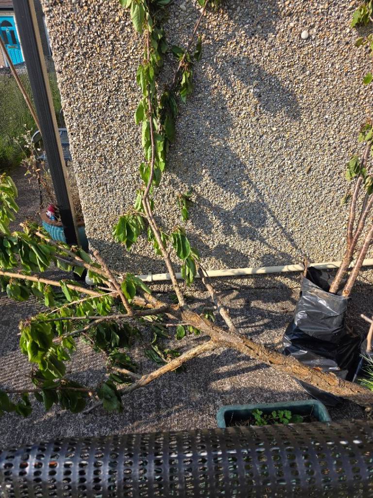 Free cherry trees