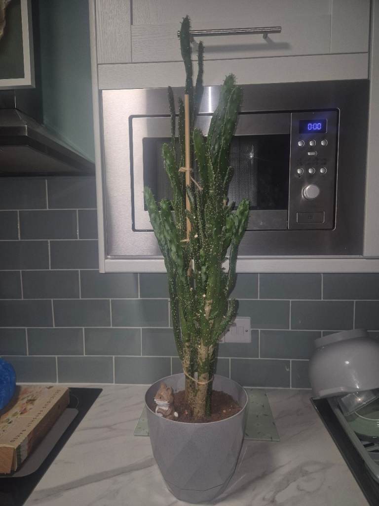 Cactus plant