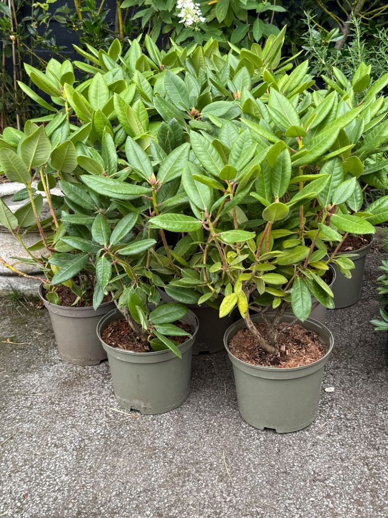 Rhododendrons, slim juniper trees, ball conifers £10 each