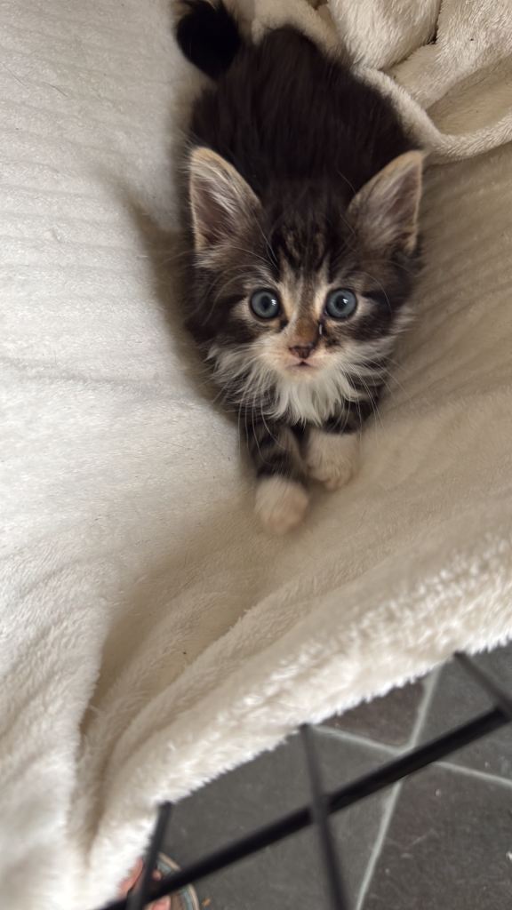 Kittens for sale 
