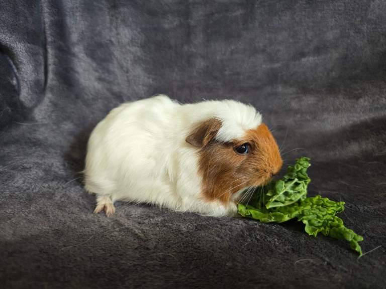 Guineapigs for sale, females and males