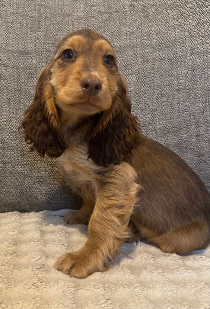 Cocker spaniel Puppies last chocolate sable boy 
