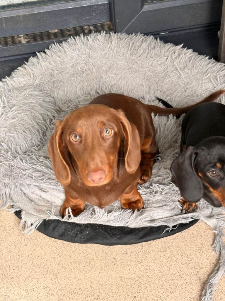 Last Boy Full injections Dachshund 