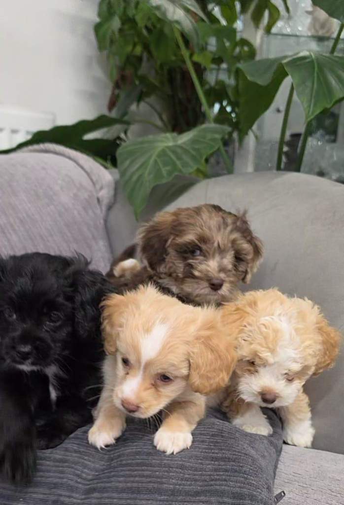 3 Adorable Cavachon x Cavapoo Puppies Looking for Their Forever Homes