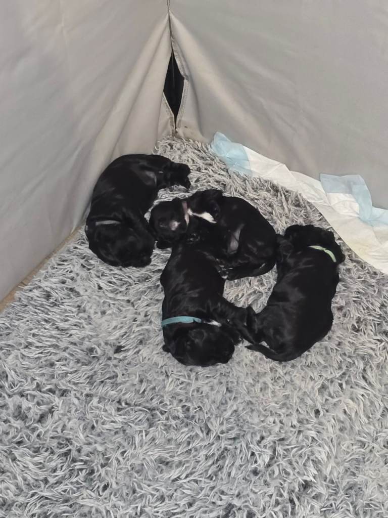 Sprocker spanial puppies.