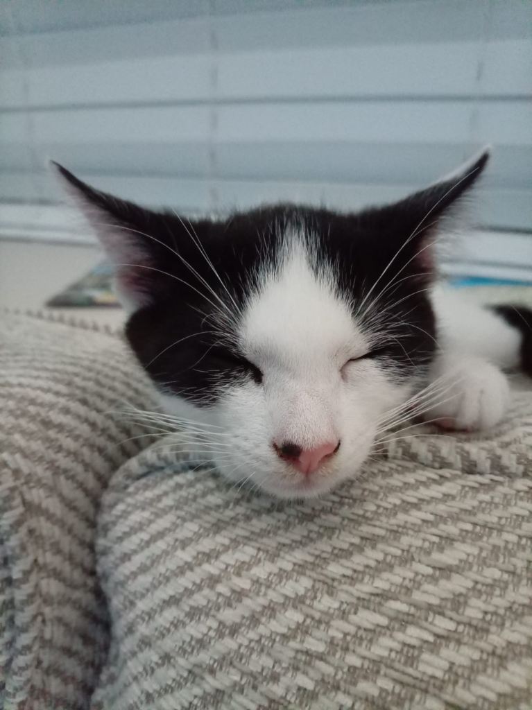 Kittens 