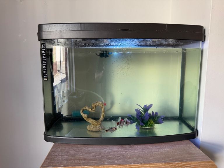 2 foot tank 