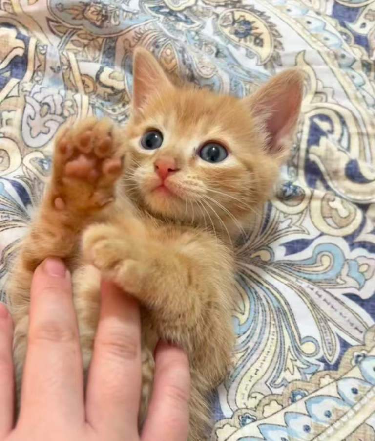 Adorable Tabby Kittens