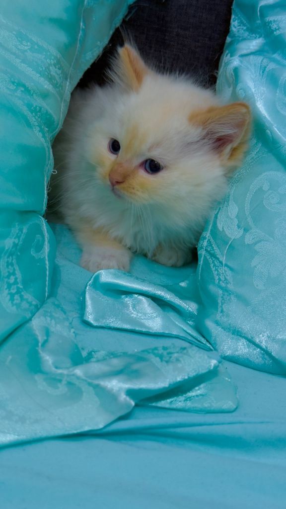 Purebred Ragdoll Kitten – Flame Point 🥰Boy, 8 Weeks Old, Ready Now