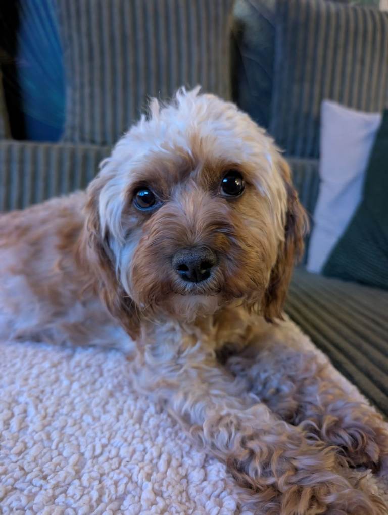 Cavapoo female 3 years old
