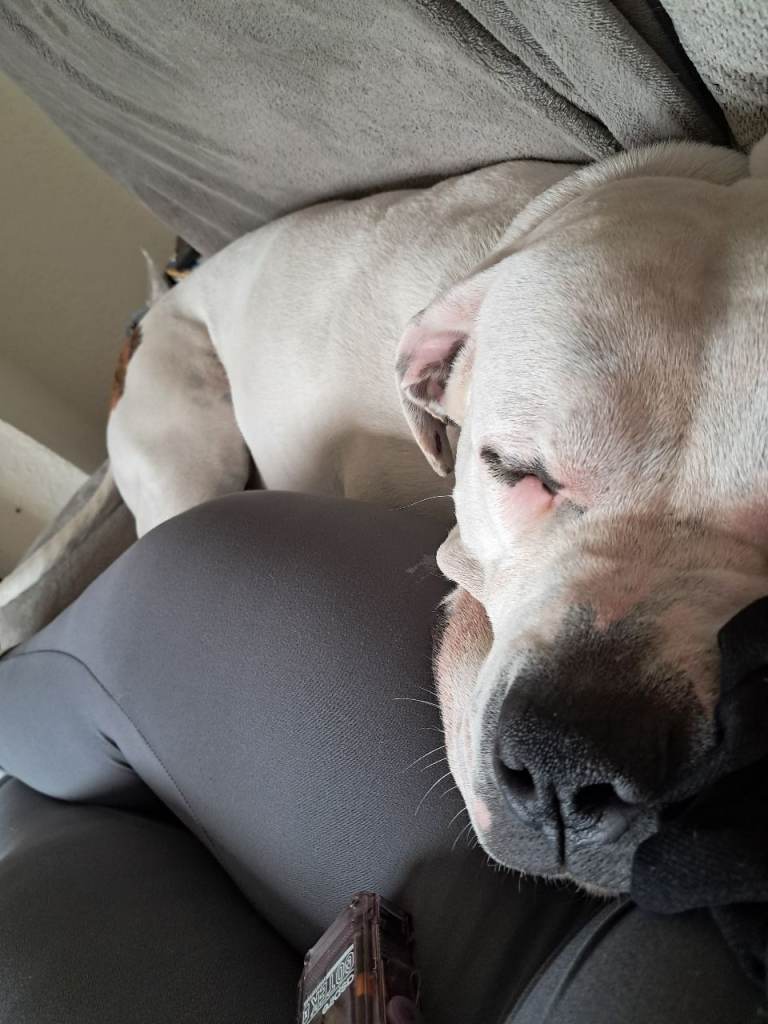 Dog for rehoming