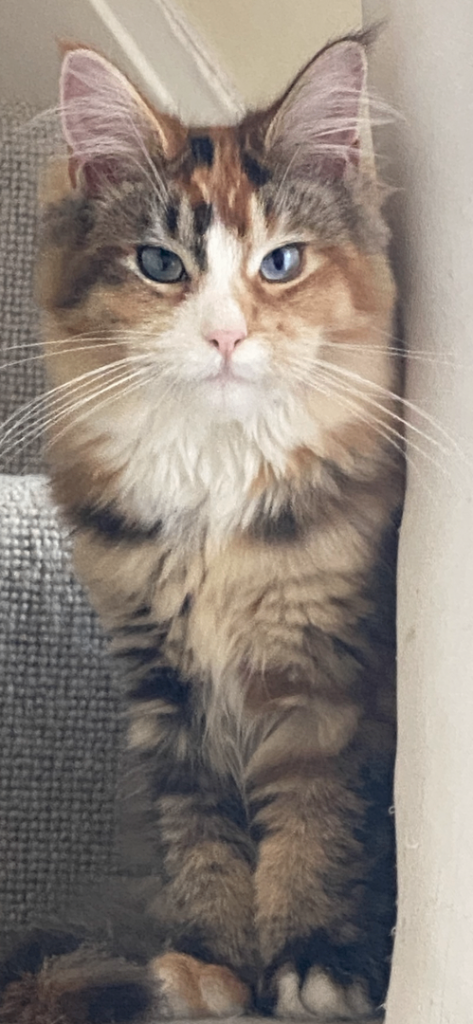Stunning Pedigree Maine Coon Female for sale