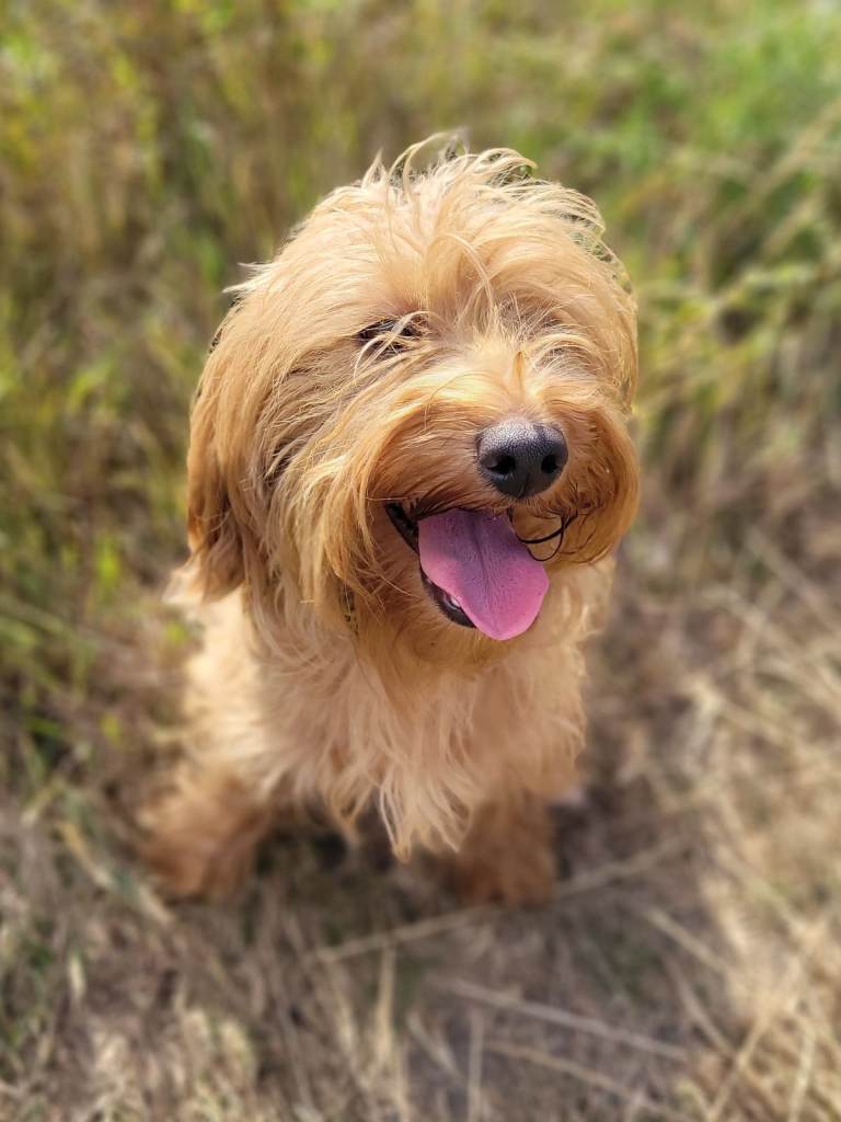 Labradoodle 2yr old 