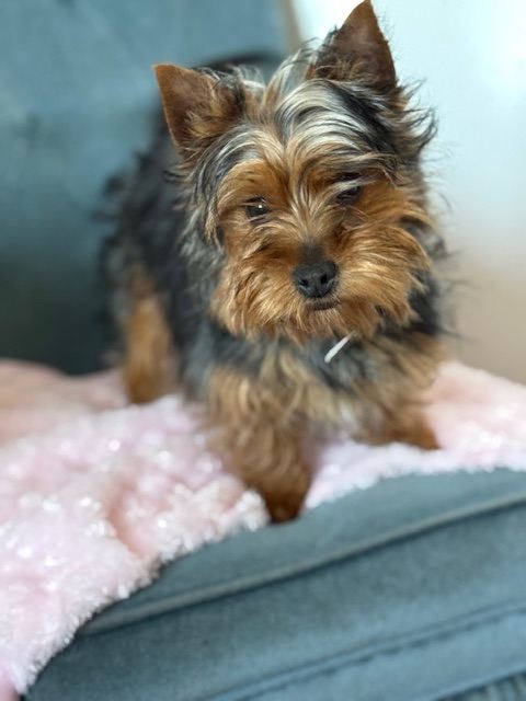 Dolly Yorkshire terrier 