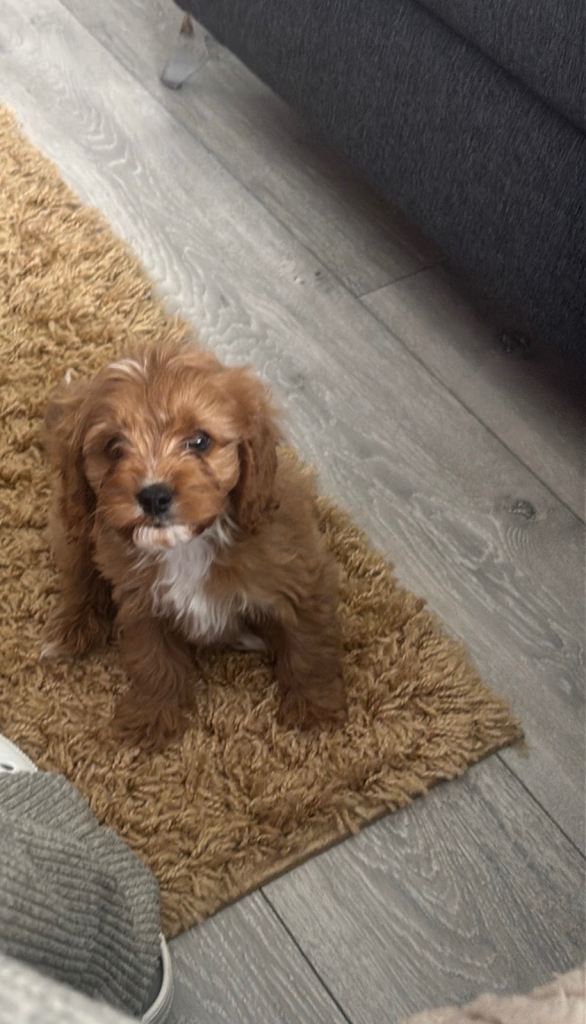 9 week old Olly Cavapoo puppy 