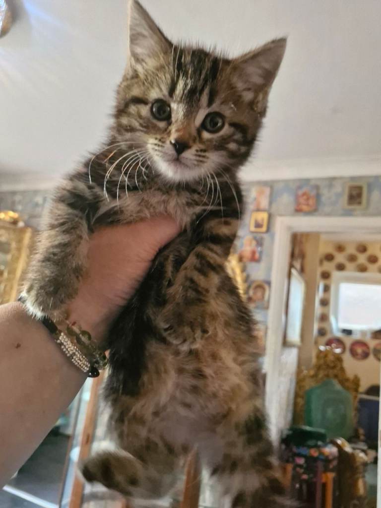 beautiful little girl tabbi kitten left  