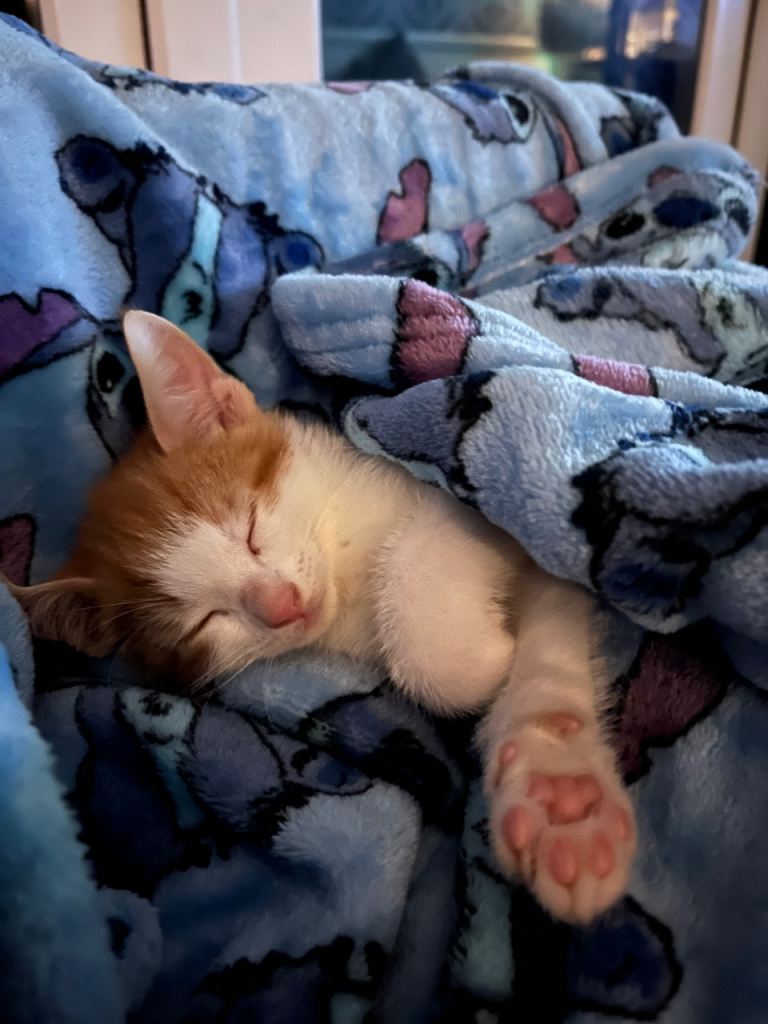 3 kittens left out of a litter of 5