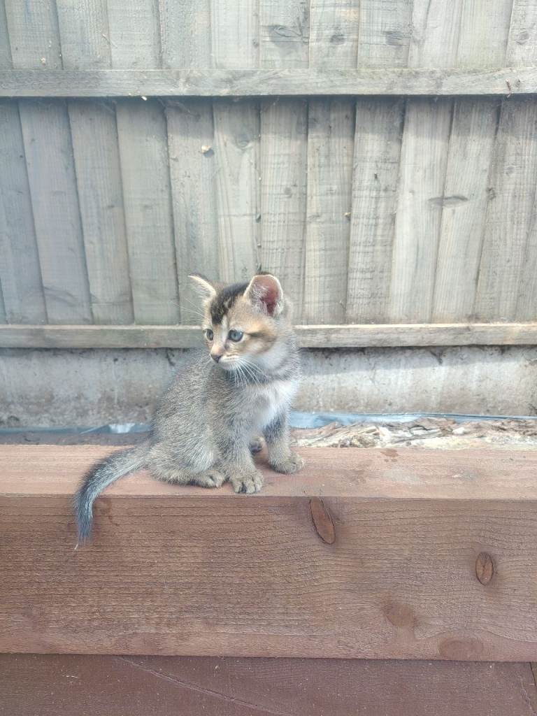 Kittens