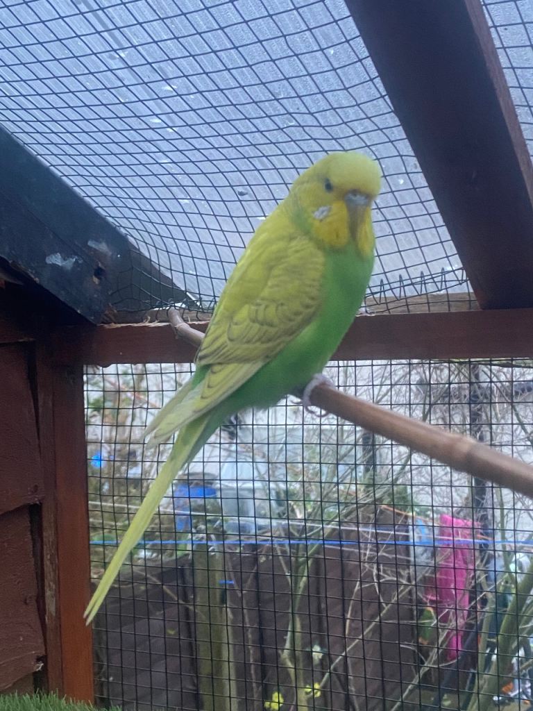 Male budgie 