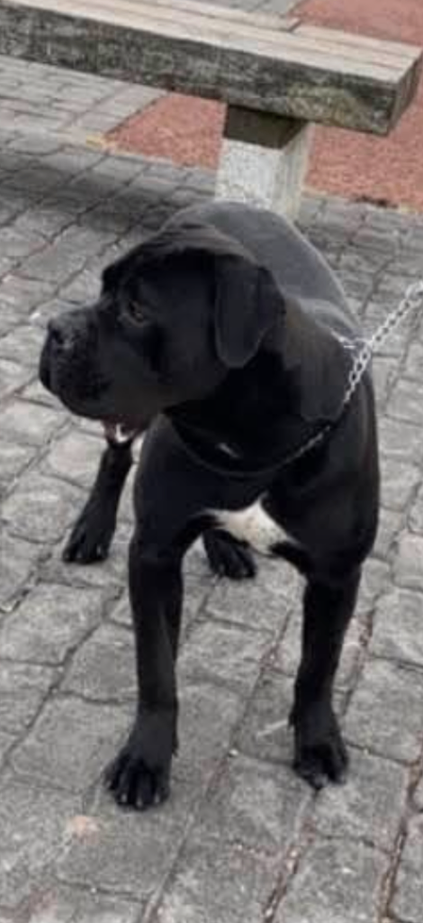 Cane Corso