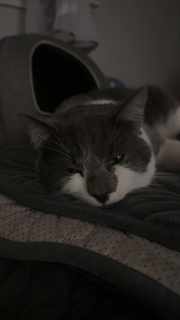 2 YEAR OLD MALE TUXEDO CAT