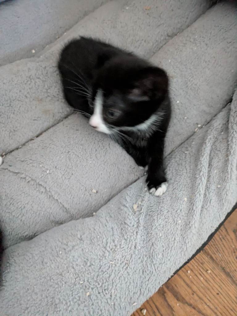 Five little cute kittens 